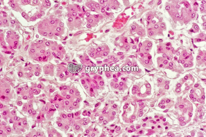 Pancréas normal x100 - gryphea.org